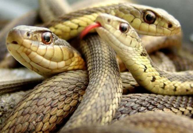 Giấc Mơ Thấy Rắn Hổ Kubet Casino Mang: Ý Nghĩa, Điềm Báo Và Những Con Số Mang Lại May Mắn