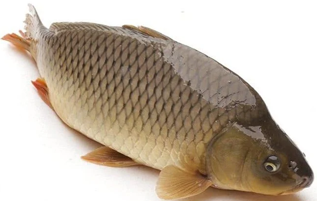 Cá Chép và Ý Nghĩa Kubet77 Tâm Linh Trong Giấc Mơ Kubet77