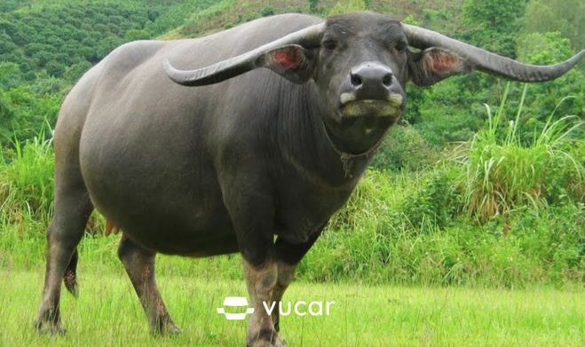 Giải mã giấc mơ thấy con trâu số mấy để trúng độc đắc Ku11