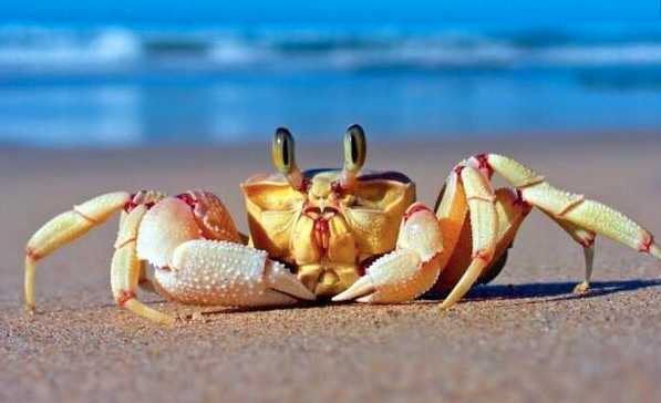 Giải Mã Giấc Mơ Thấy Cua – Sự Cố Gắng Đã Được Đền Đáp Kubet