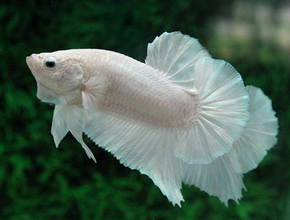 Mơ bắt được cá chép – Một biểu tượng giàu ý nghĩa trong văn hóa tâm linh Ku Casino